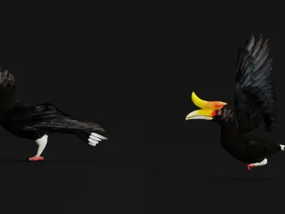Rhinoceros Hornbill Bird Low-poly 3D model