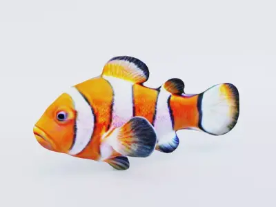 Clownfish Free 3D model