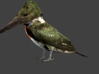 lowpoly bird kingfisher Low-poly 3D model