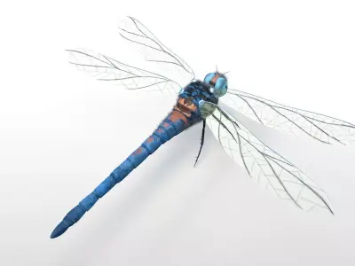 Dragonfly Insect Low-poly 3D model