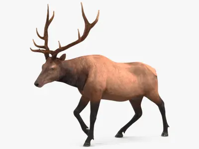 Realistic Elk Rigged 3D model
