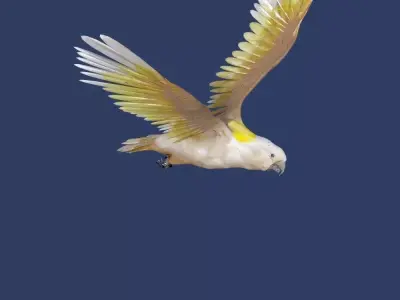 cockatoo animated Low-poly 3D model