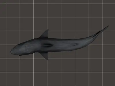 Great White Shark rigged 1 3D model