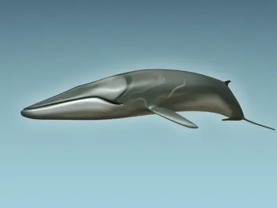 Whale 3D model