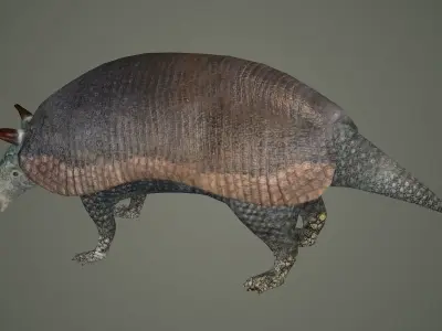armadillo animal mammal critter wild zoo dasypus 3D model