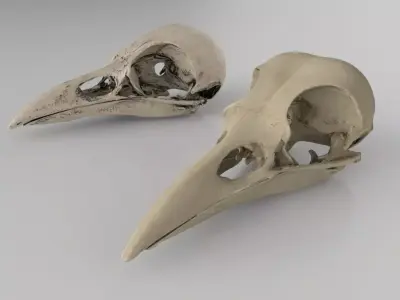 Raven skull  3D model