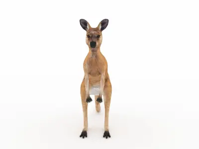 Kangaroo 1 3D model