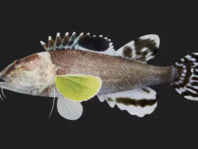 Scorpionfish Low-poly 3D model