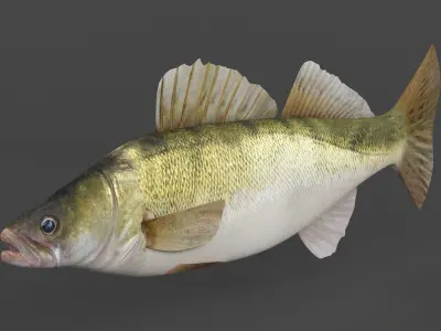 Fish Zander 3D model