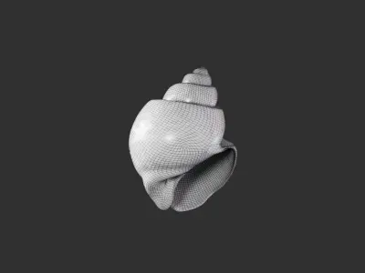 Sea Shell 2 3D model