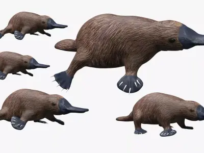Platypus koala Low-poly 3D model