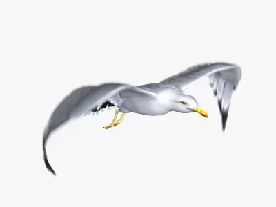 Seagull ANIMATED 3D model