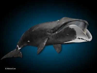 Bowhead Whale 3D model