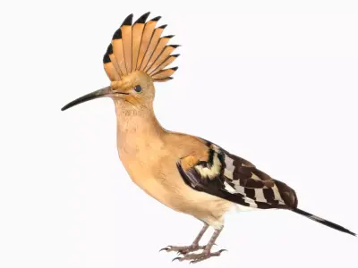 Hoopoe Low-poly 3D model