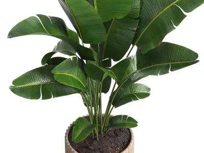 Indoor plant 017 3D model