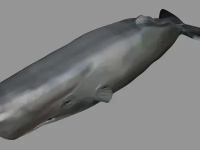 Sperm whale Rigged  Low-poly 3D model