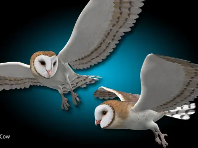 Barn Owl - Flight 3D model