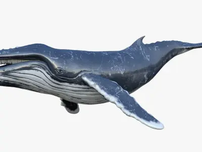Humpback Whale Rigged Low-poly 3D model