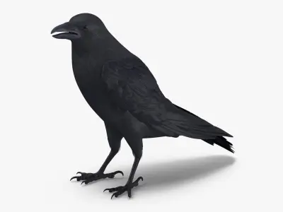 Crow 3 Poses 3D model