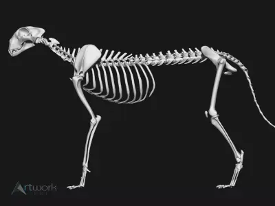 Cheetah Skeleton 3D model