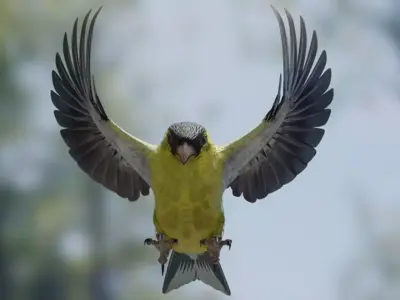 Goldfinch bird Low-poly 3D model