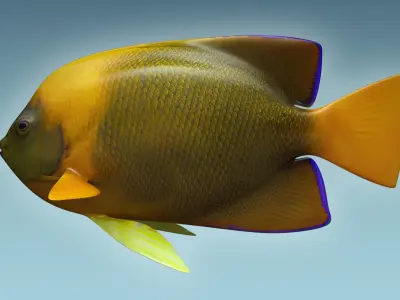 Angle Fish 14 3D model