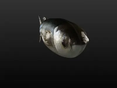 Mullet fish  Mediterranean sea fish Rigged Animated 3D model