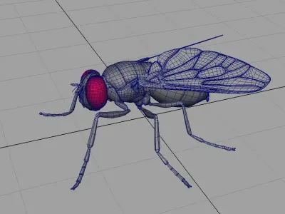 housefly 3d model fly 3D model