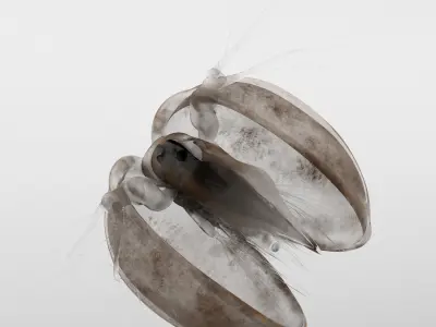 Lynceus Rigged 3D model