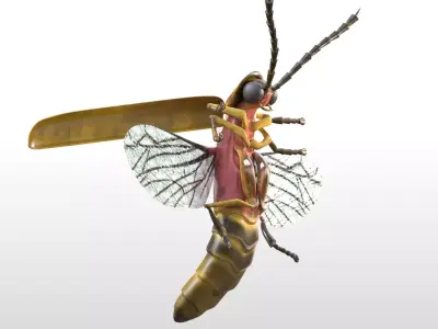 Firefly Insect Low-poly 3D model