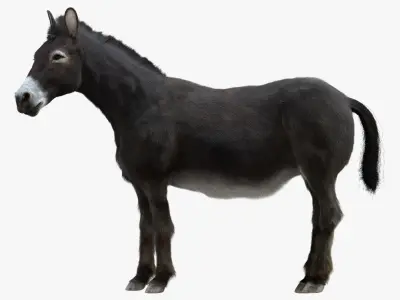 Donkey (Rigged) 3D model