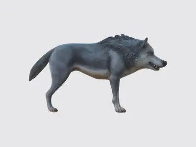 A gray wolf standing 3D model