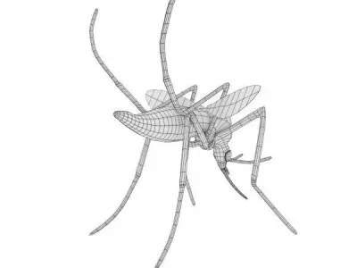Aedes Aegypti Low-poly 3D model