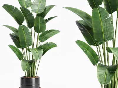 Indoor Plants 23-Bird of paradise 3D model