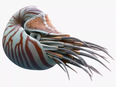 Nautilus belauensis Static Low-poly 3D model