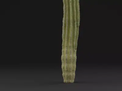Cactus Plant Low-poly 3D model