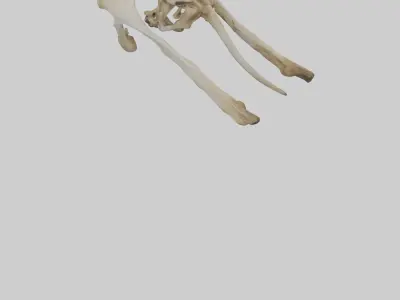 Kangaroo Pelvis Low-poly 3D model