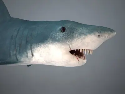 Shark great 3D model
