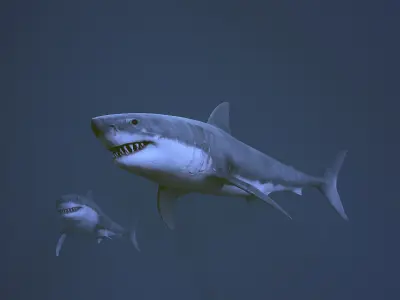 Great white shark  AAA Low-poly 3D model