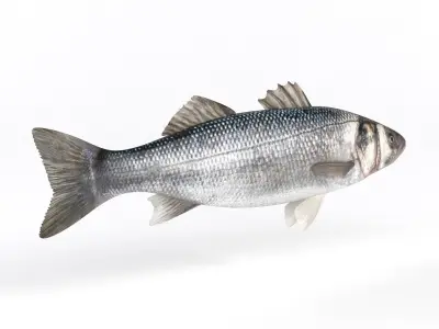 Seebass Fish 3D model