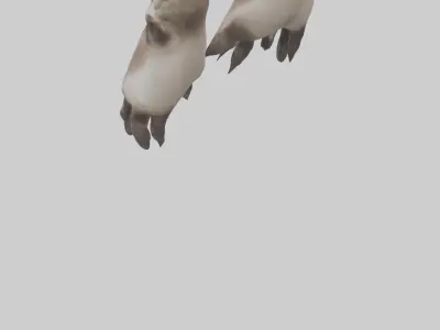 Otter Paws Low-poly 3D model