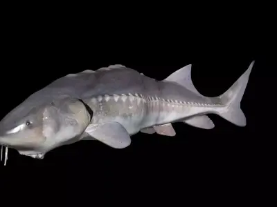 White Sturgeon animated version 3D model