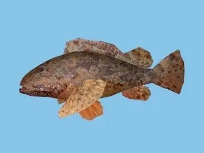 Skarpina - Scorpaena Scrofa Low-poly 3D model