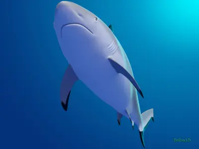 Blacktip Reef shark 3D model