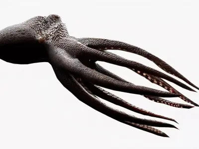 lowpoly rigged octopus rigged Low-poly 3D model