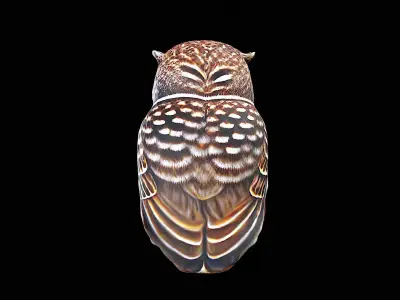 Awesome Owl 3D model