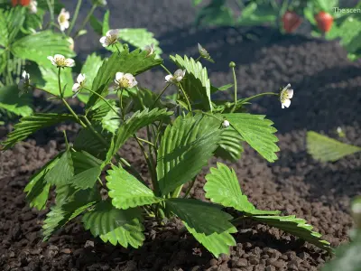 Garden Strawberry Plant Flower Set 3D model