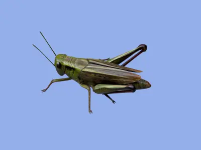 Grasshopper Low-poly 3D model