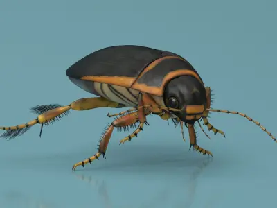 Insects Collection 3D model