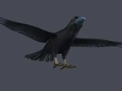 Crow Raven Black Bird Black Crow raven corvus animal bird  3D model